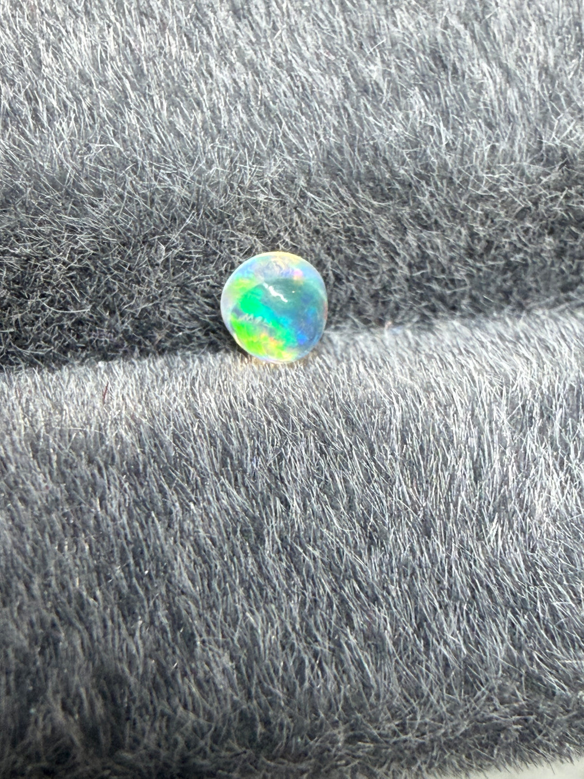 36.Little raindrop blueberry Mexican fire Opal